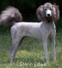 A photo of Sunridge Unforgettable Midnight Dreamz, a silver standard poodle