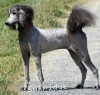 A photo of Sunridge Unforgettable Midnight Dreamz, a silver standard poodle