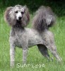 A photo of Sunridge Unforgettable Midnight Dreamz, a silver standard poodle