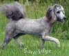 A photo of Sunridge Unforgettable Midnight Dreamz, a silver standard poodle