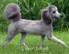 A photo of Sunridge Unforgettable Midnight Dreamz, a silver standard poodle