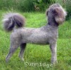 A photo of Sunridge Unforgettable Midnight Dreamz, a silver standard poodle