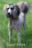 A photo of Sunridge Unforgettable Midnight Dreamz, a silver standard poodle