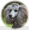 A photo of Sunridge Unforgettable Midnight Dreamz, a silver standard poodle