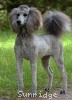 A photo of Sunridge Unforgettable Midnight Dreamz, a silver standard poodle