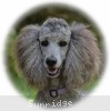 A photo of Sunridge Unforgettable Midnight Dreamz, a silver standard poodle