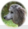 A photo of Sunridge Unforgettable Midnight Dreamz, a silver standard poodle