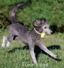 A photo of Sunridge Midnight Piper, a silver standard poodle