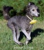 A photo of Sunridge Midnight Piper, a silver standard poodle