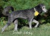 A photo of Sunridge Midnight Piper, a silver standard poodle