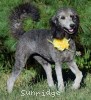 A photo of Sunridge Midnight Piper, a silver standard poodle