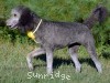 A photo of Sunridge Midnight Piper, a silver standard poodle