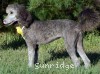 A photo of Sunridge Midnight Piper, a silver standard poodle
