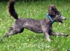 A photo of Sunridge Knight's Dreamz of Silver, a silver standard poodle