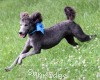 A photo of Sunridge Knight's Dreamz of Silver, a silver standard poodle