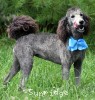 A photo of Sunridge Knight's Dreamz of Silver, a silver standard poodle