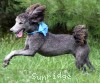 A photo of Sunridge Knight's Dreamz of Silver, a silver standard poodle