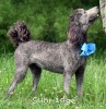 A photo of Sunridge Knight's Dreamz of Silver, a silver standard poodle