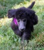 A photo of Orianna, a silver standard poodle puppy