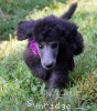 A photo of Sunridge Princess Of The Midnight Sky, a silver standard poodle