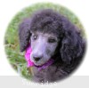 A photo of Orianna, a silver standard poodle puppy