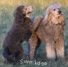 A photo of Sunridge Untouchable Twilight Princess, a silver standard poodle