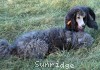 A photo of Sunridge Untouchable Twilight Princess, a silver standard poodle