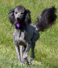 A photo of Sunridge Vision of a Twilight Princess, a silver standard poodle