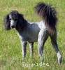 A photo of Sunridge Vision of a Twilight Princess, a silver standard poodle
