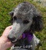 A photo of Sunridge Vision of a Twilight Princess, a silver standard poodle