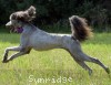 A photo of Sunridge Vision of a Twilight Princess, a silver standard poodle