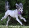 A photo of Sunridge Vision of a Twilight Princess, a silver standard poodle