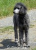 A photo of Sunridge Vision of a Twilight Princess, a silver standard poodle