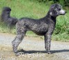 A photo of Sunridge Vision of a Twilight Princess, a silver standard poodle