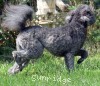 A photo of Sunridge Vision of a Twilight Princess, a silver standard poodle