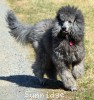 A photo of Sunridge Vision of a Twilight Princess, a silver standard poodle