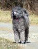 A photo of Sunridge Vision of a Twilight Princess, a silver standard poodle