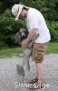 A photo of Sunridge Vision of a Twilight Princess, a silver standard poodle
