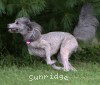A photo of Sunridge Vision of a Twilight Princess, a silver standard poodle