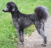 A photo of Sunridge Vision of a Twilight Princess, a silver standard poodle