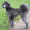 A photo of Sunridge Vision of a Twilight Princess, a silver standard poodle