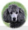 A photo of Sunridge Vision of a Twilight Princess, a silver standard poodle
