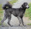 A photo of Sunridge Vision of a Twilight Princess, a silver standard poodle