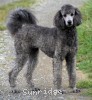 A photo of Sunridge Vision of a Twilight Princess, a silver standard poodle