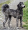 A photo of Sunridge Vision of a Twilight Princess, a silver standard poodle