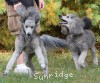 A photo of Sunridge Vision of a Twilight Princess, a silver standard poodle