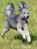 A photo of Sunridge Vision of a Twilight Princess, a silver standard poodle