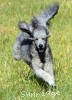 A photo of Sunridge Vision of a Twilight Princess, a silver standard poodle