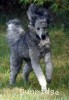 A photo of Sunridge Vision of a Twilight Princess, a silver standard poodle