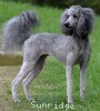 A photo of Sunridge Vision of a Twilight Princess, a silver standard poodle